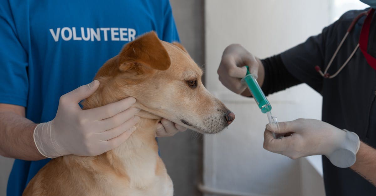 Cover image for Compassionate Care: Discover Top-Rated Veterinarian Services for Happy Pets
